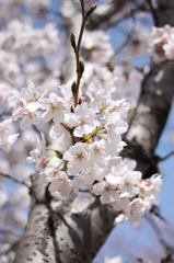 桜木