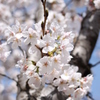 桜木