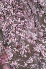 枝垂れ桜