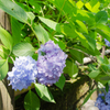 紫陽花