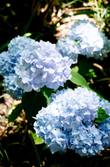 紫陽花