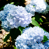 紫陽花
