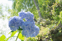 紫陽花