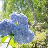紫陽花