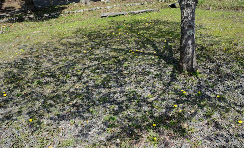 黄桜