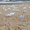 白鳥のフードコート的な。