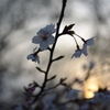 夕桜