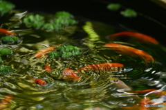 にぎわう水面