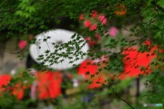 映える新緑