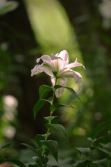 八重百合