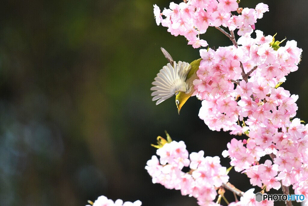 春サクジロー