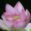 ハチスの花
