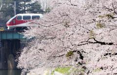 お花見