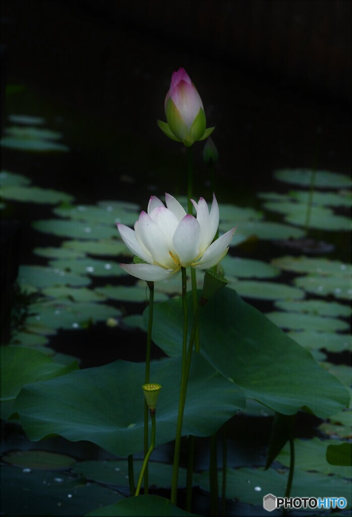 凛と…　蓮