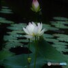 凛と…　蓮