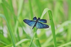 蝶蜻蛉