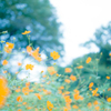 秋桜
