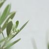 蕾