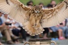 フクロウショー