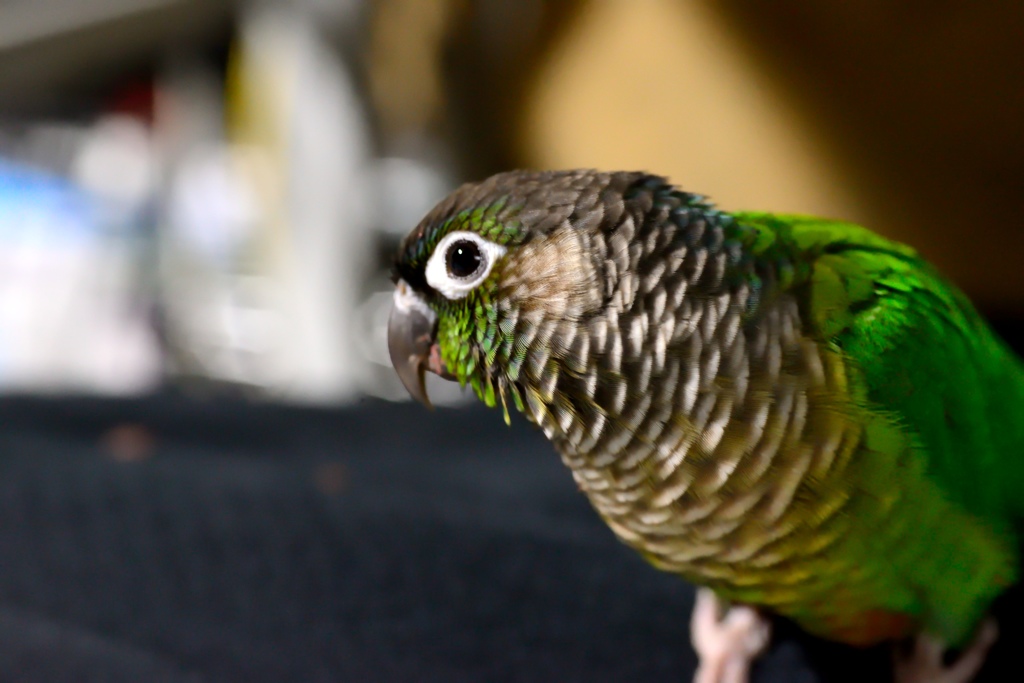 ホオミドリアカオウロコインコ