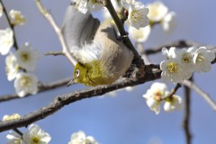 飛ぶよ！