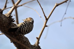 羽根木公園のコゲラ