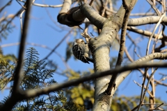 石神井公園のコゲラ