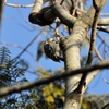石神井公園のコゲラ