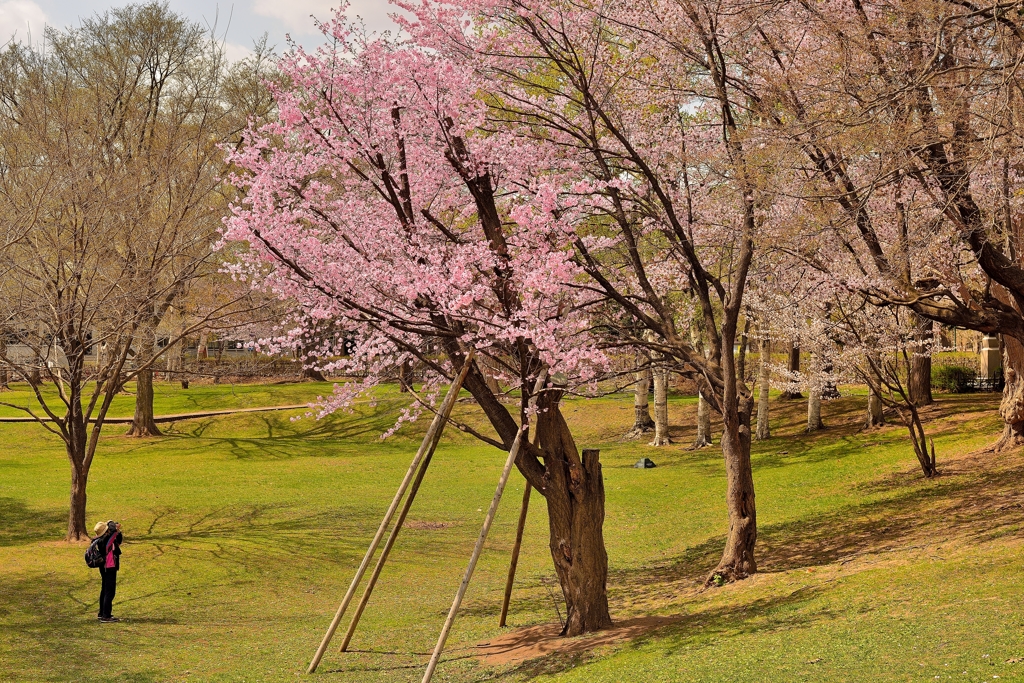 撮る人撮られる桜