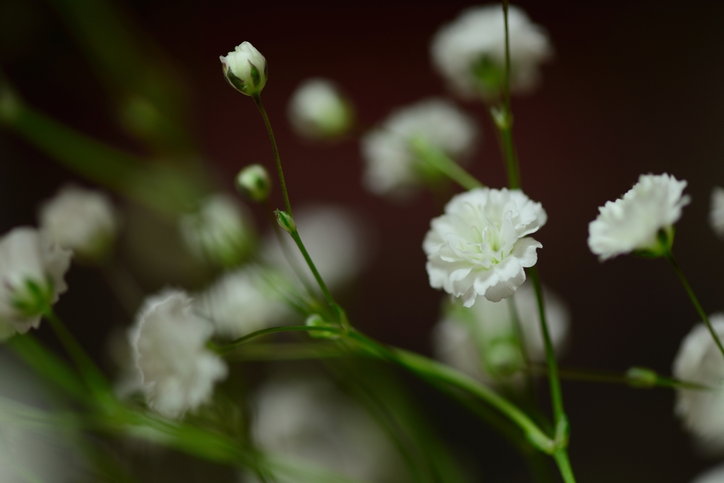 かすみ草33