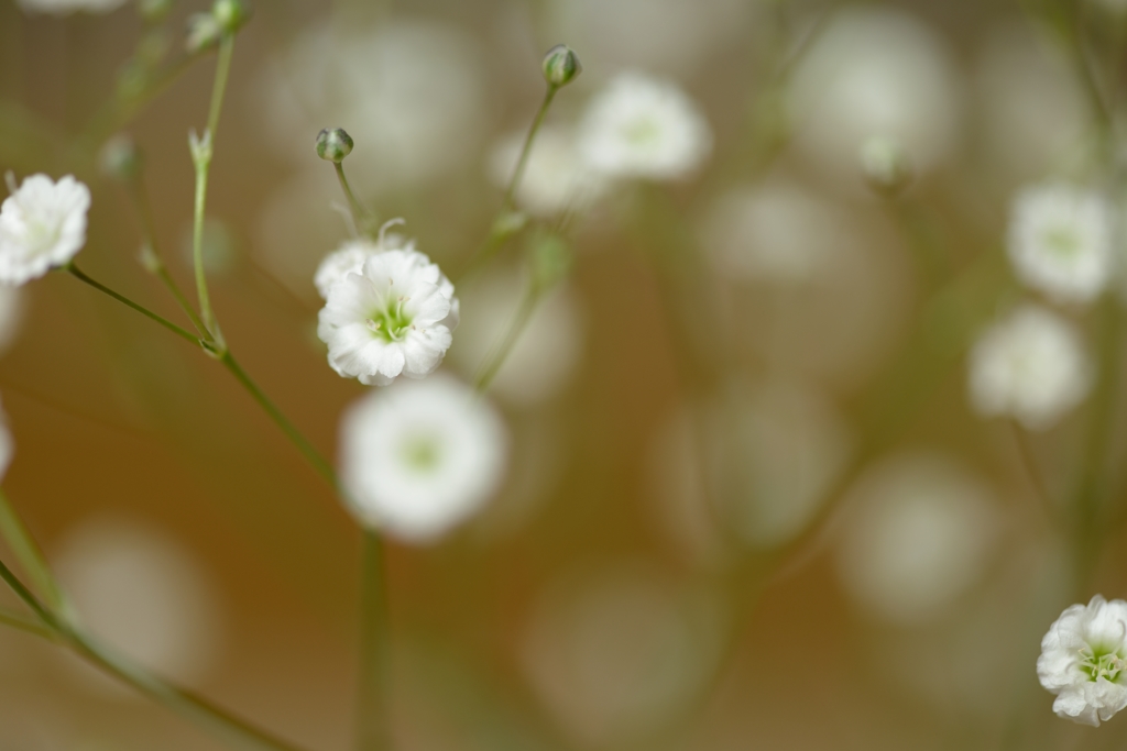 かすみ草５５