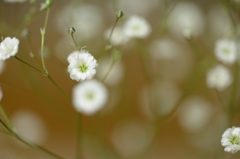かすみ草５５