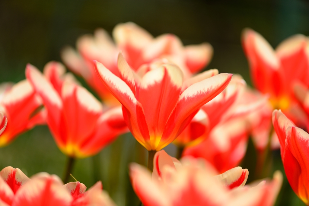 春の花