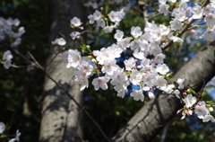 桜 IMGP4810