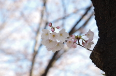 桜 IMGP4783