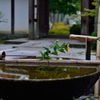  京都 瑞巌山 圓光寺-3 手水鉢と水琴窟