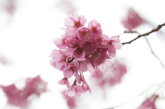 横浜緋桜（よこはまひざくら）