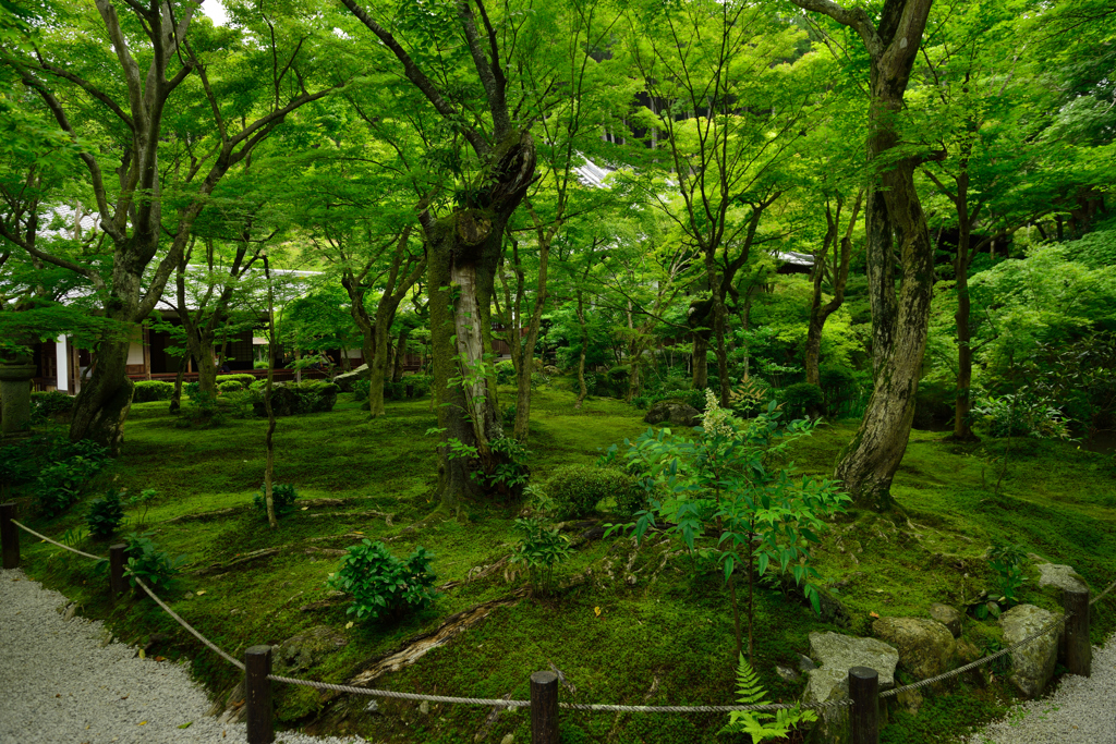  京都 瑞巌山 圓光寺-4