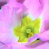 Flower Photo-2