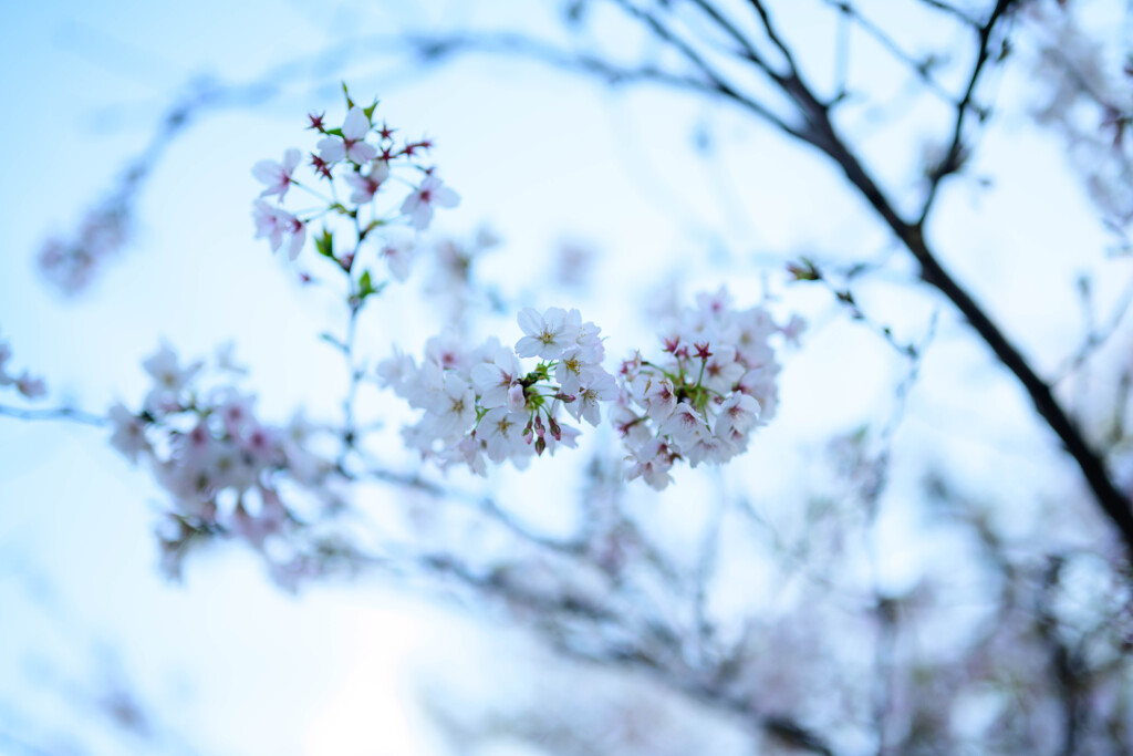 駅前の桜