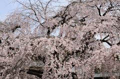 醍醐寺のしだれ桜