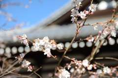 桜？