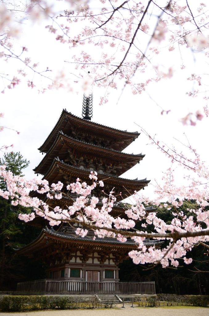 醍醐寺　五重塔