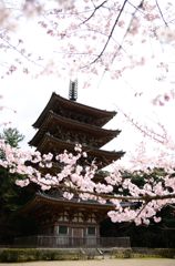 醍醐寺　五重塔