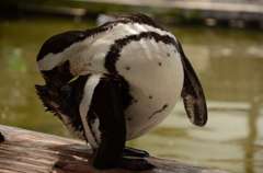 ペンギン