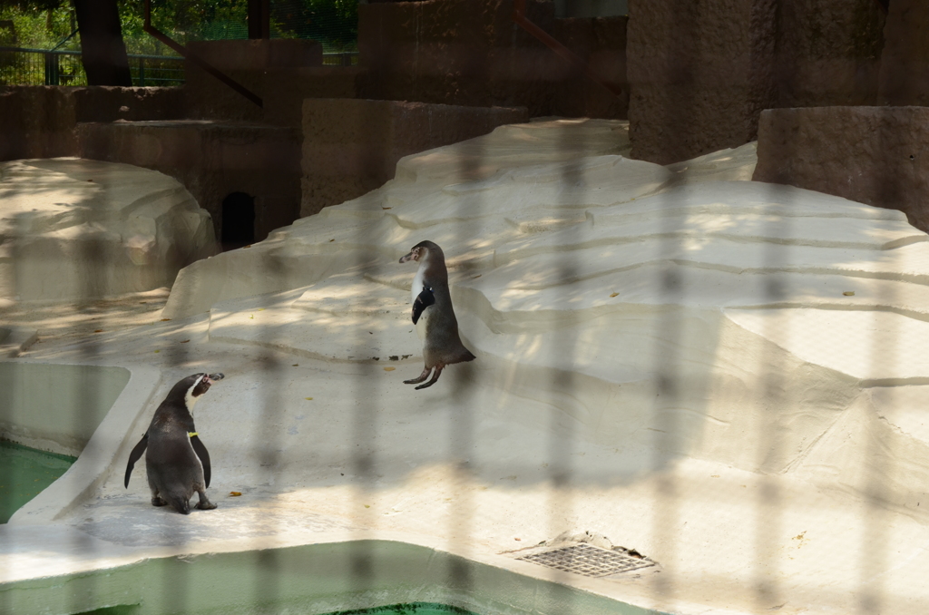 ペンギンが飛んだ