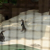 ペンギンが飛んだ