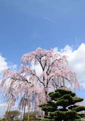不二桜