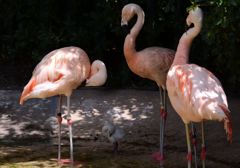 ひな鳥