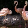 ひな鳥